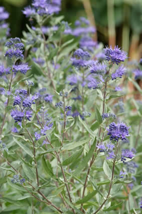 Caryopteris clandonensis Kew Blue